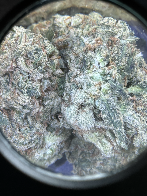 Candy Jack (Sativa)